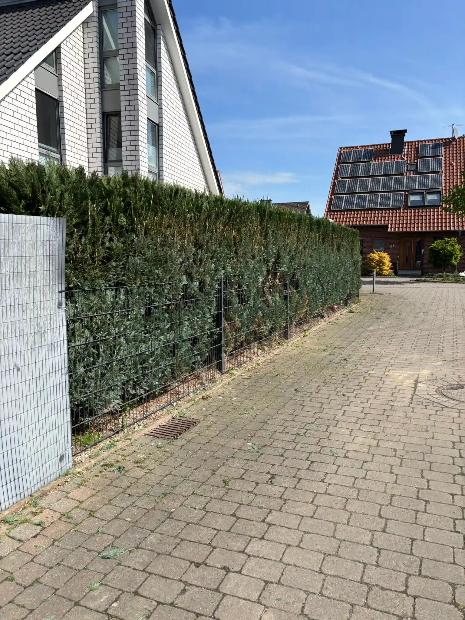 Hecke nachhdem sie geschnitten wurde